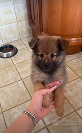 Cucciolo di volpino di Pomerania