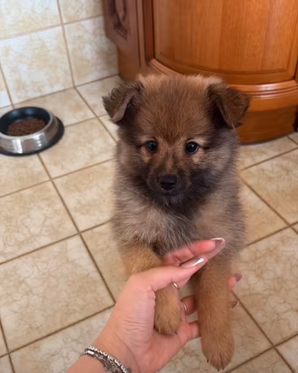 Cucciolo di volpino di Pomerania