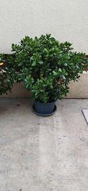 Albero di giada