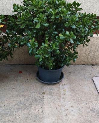 Albero di giada