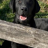 Labrador Nero Maschio