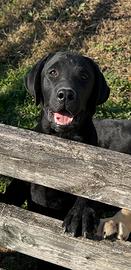Labrador Nero Maschio