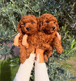 Cuccioli barboncino toy red