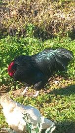 Gallo australop