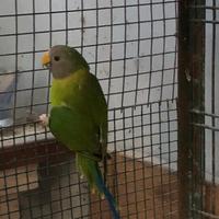 Pappagallo parr. Testa dì prugna maschio