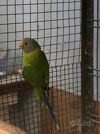 Pappagallo parr. Testa dì prugna maschio