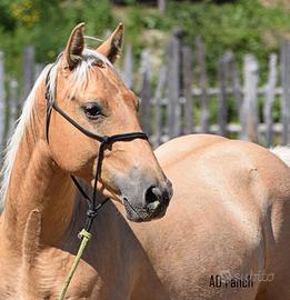 Quarter palomino