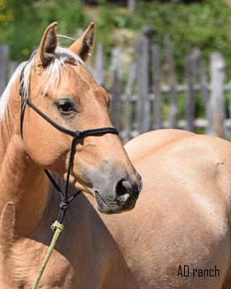 Quarter palomino