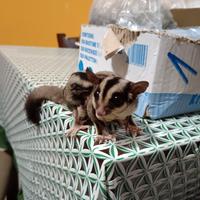 Petauro dello zucchero