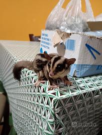 Petauro dello zucchero