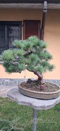 bonsai