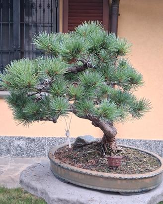 bonsai