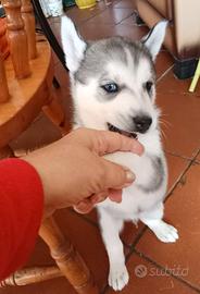 Cuccioli Siberian Husky pedigree