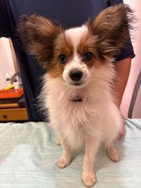 Cucciolo di papillon con pedegree