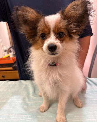 Cucciolo di papillon con pedegree