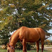 Cavallo