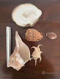 Set di 5 conchiglie (provenienza Africa)