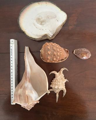 Set di 5 conchiglie (provenienza Africa)