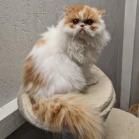 Cucciola persiano con pedegree