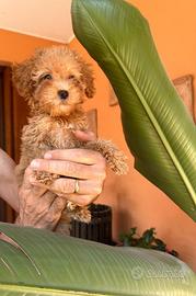 Cucciolo di barboncino toy