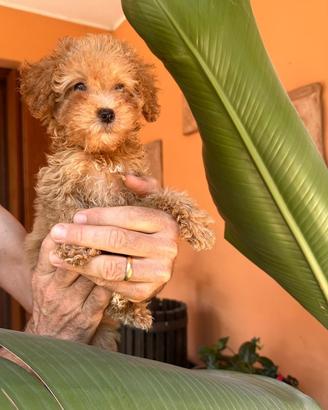 Cucciolo di barboncino toy