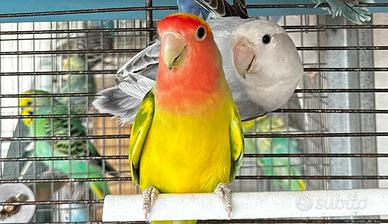 Coppia