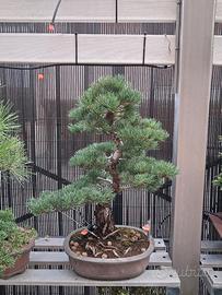bonsai