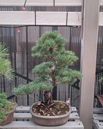 bonsai