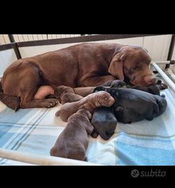 Cuccioli di labrador retriever