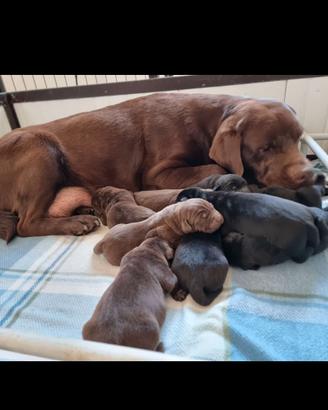 Cuccioli di labrador retriever