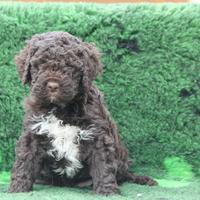 Cuccioli lagotto romagnolo