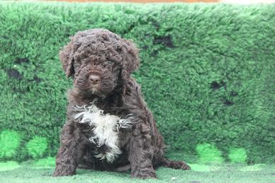 Cuccioli lagotto romagnolo