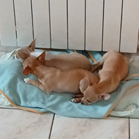 Chihuahua cucciolini solo Roma e provincia