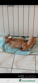 Chihuahua cucciolini solo Roma e provincia