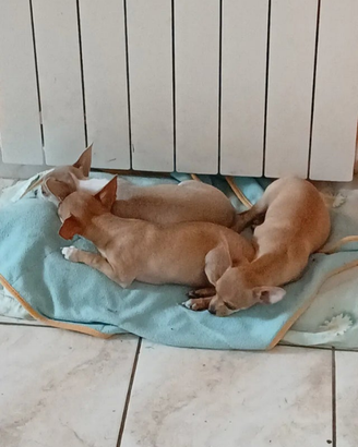 Chihuahua cucciolini solo Roma e provincia