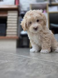 Maltipoo F2b