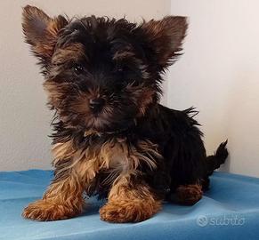 Cucciolo maschio yorkshire terrier