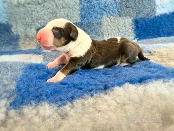Bull terrier miniature femmina
