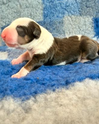 Bull terrier miniature femmina