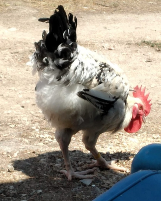 Galline