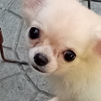 Chihuahua femmina tre mesi toy a pelo lungo