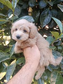 Cuccioli di maltipoo Toy