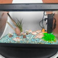 acquario più accessori