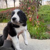 Border collie