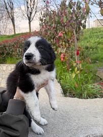 Border collie