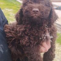 Lagotto Romagnolo CUCCIOLI