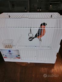 5 ciuffolotti con certificazione