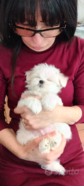 Cuccioli di maltese