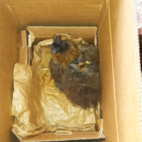 Moroseta novelle in deposizione