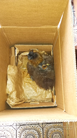 Moroseta novelle in deposizione